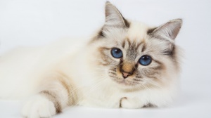 Acheter un chat Sacr de birmanie adulte ou retrait d'levage