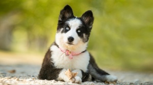 Acheter un chien Yakutskaya laika adulte ou retrait d'levage