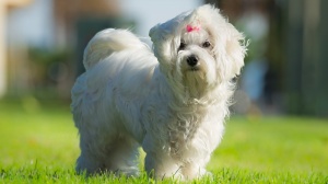 Acheter un chien Bichon maltais adulte ou retrait d'levage