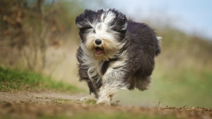Adopter un chiot Old english sheepdog