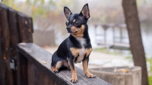 Annonces de reproducteurs de race Chihuahua  poil court