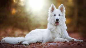 Adopter un chiot White shepherd dog