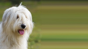 Adopter un chiot South russian sheep dog