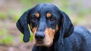 Adopter un chiot Transylvanian hound