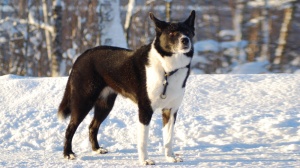 Acheter un chien Karelian bear dog adulte ou retrait d'levage