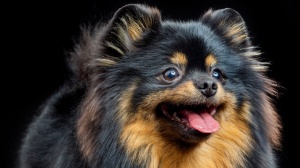 Acheter un chien Spitz allemand - petit adulte ou retrait d'levage