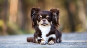 Annonces de reproducteurs de race Chihuahua  poil long