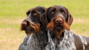 Elevages de German wirehaired pointer