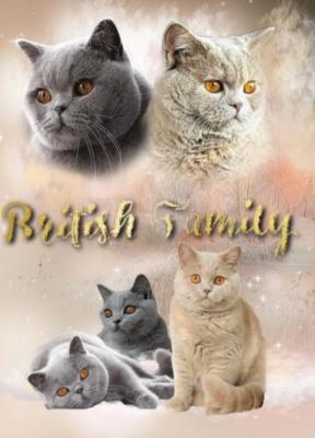 Cattery British Family, levage de British Shorthair