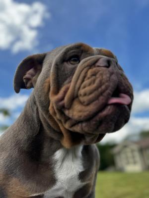 Cattery British Family, levage de Bulldog