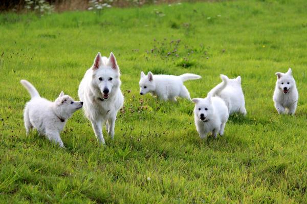 Domaine Du Champ Del Croix, levage de Berger Blanc Suisse