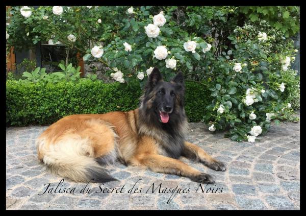 Jalisca SMN est une chienne trs affectueuse, proche et ultra disponible 'formidable Will to please' ! <br />
Sa rusticit, sa douceur et son nergie maitrise en font une chienne trs facile  vivre. <br />
Elle prsente une trs bonne conformation et une fourrure prsente sans tre excessive.