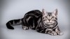 American Shorthair - Standard de race