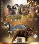Chiots new english bulldog