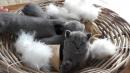 chaton Chartreux disponibles