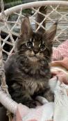 Chaton maine coon  rserver