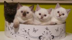 3 chatons attendent leur famille pour la vie