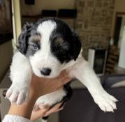 Adorable chiot border mle cherche famille