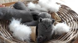 Chatons chartreux