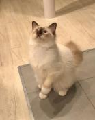 Magnifique chaton mle de 8 mois sacr de birmanie