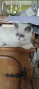 Chaton ragdoll avec pdigre