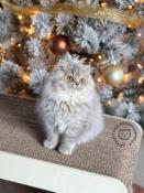 Chatons british longhair silver