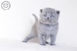 Chatons british shorthair blue et lilac