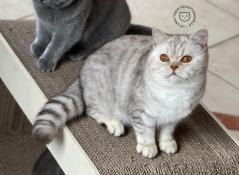 Femelle british shorthair chocolate silver tabby