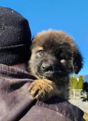 Chiot leonberg  vendre