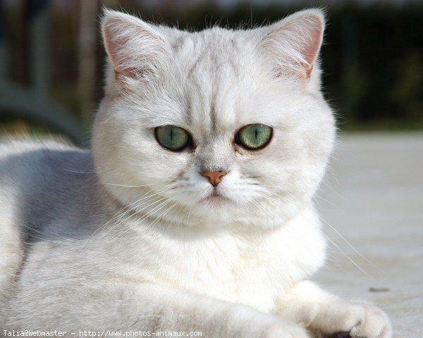 Exotic shorthair