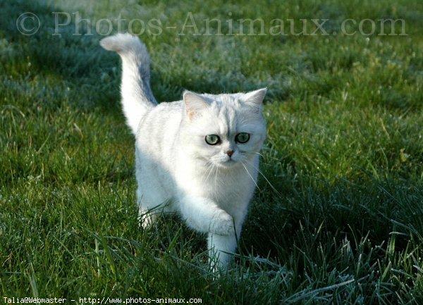 Exotic shorthair