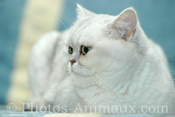 Exotic shorthair