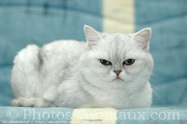 Exotic shorthair