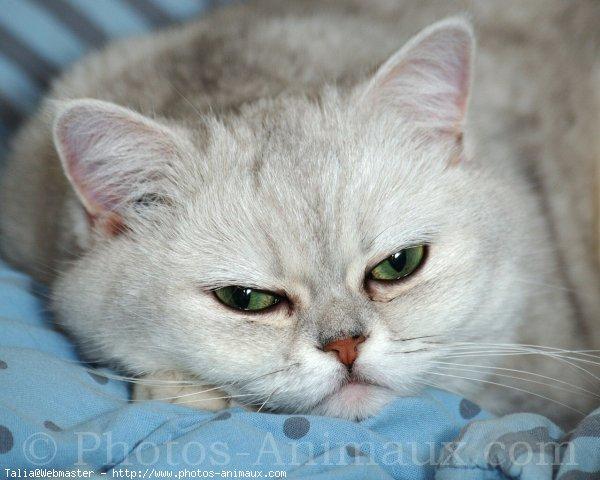 Exotic shorthair