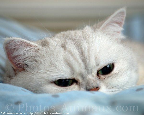 Exotic shorthair