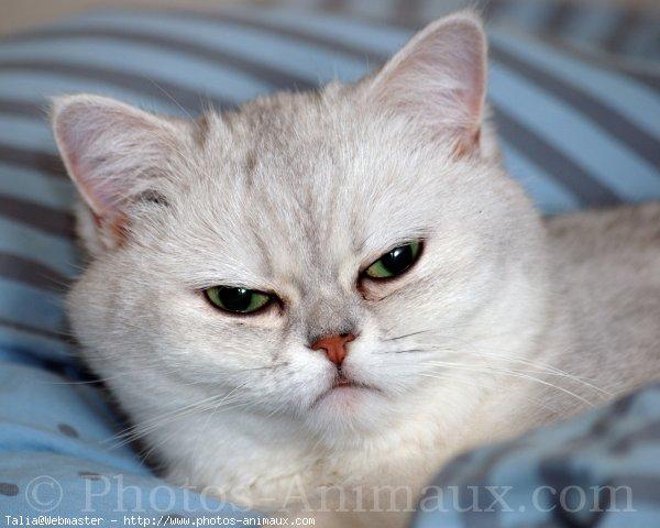 Exotic shorthair