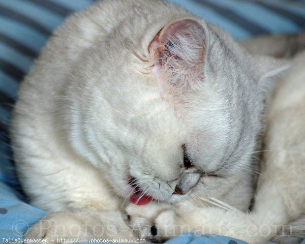 Exotic shorthair