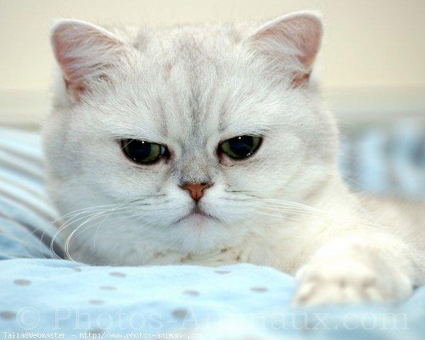 Exotic shorthair