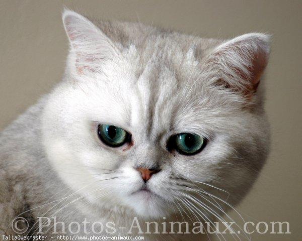 Exotic shorthair