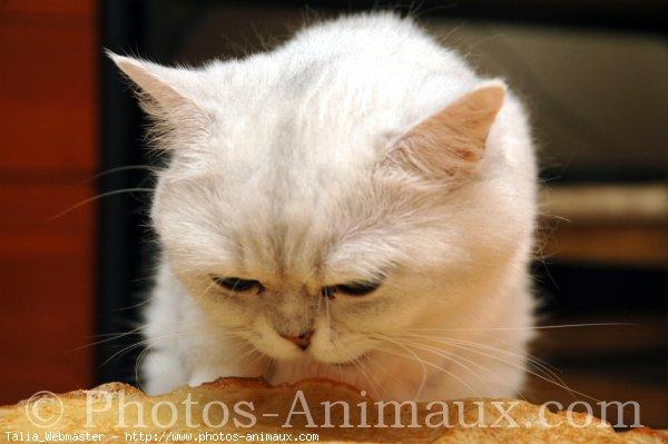 Exotic shorthair