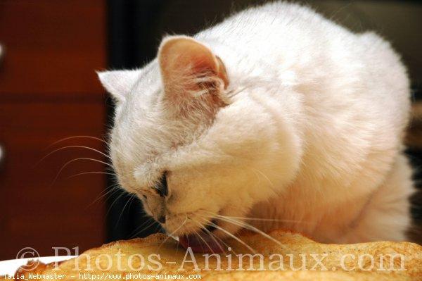 Exotic shorthair