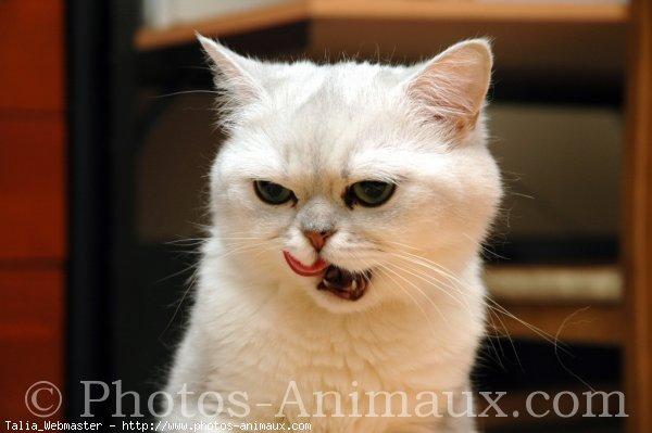 Exotic shorthair