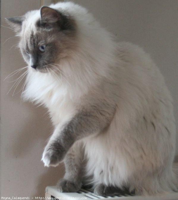 Ragdoll