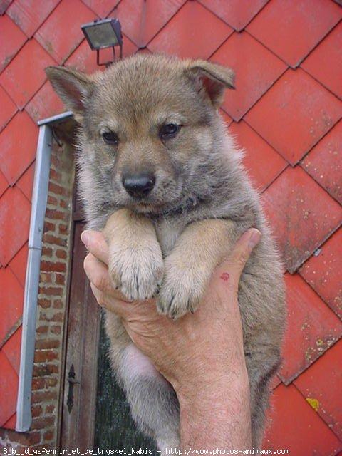 Photo De Chien De Race Chien Loup Tchecoslovaque Bebe D Ysfenrir Et De Tryskel Eleveurs Online Be