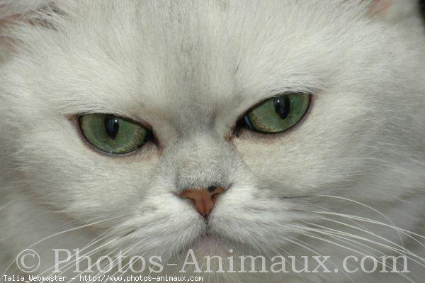 Exotic shorthair