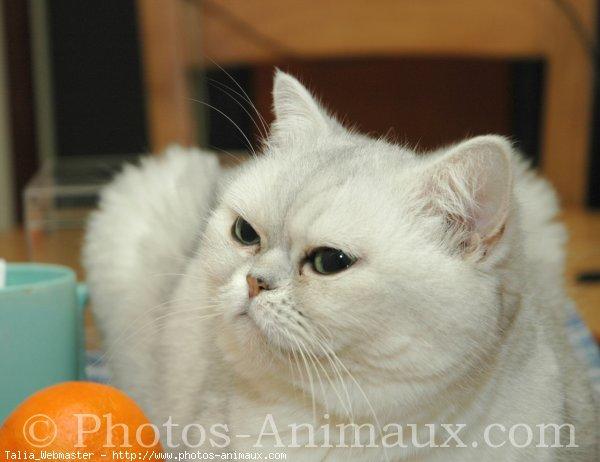 Exotic shorthair