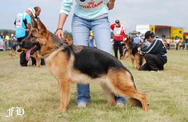 Berger allemand  poil court