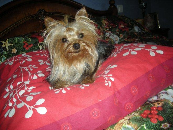 Yorkshire terrier