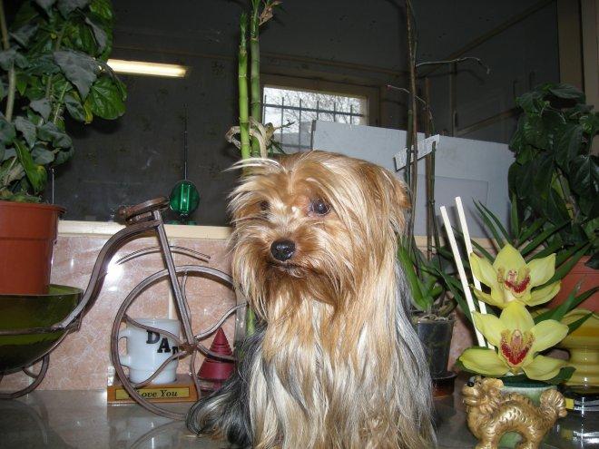 Yorkshire terrier