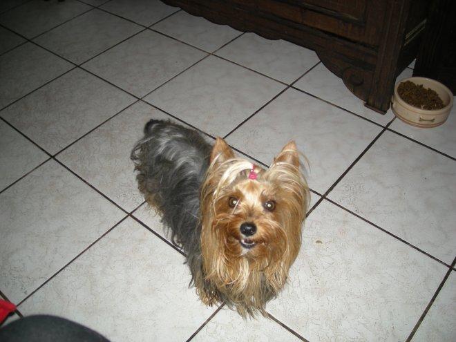 Yorkshire terrier